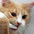 猫の歯槽膿漏とは 原因と治し方