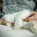愛猫の『寝る前にする行動』は何？よくある4つのルーティン