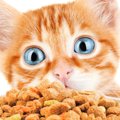 猫を健康な身体にする『栄養素』4つ！摂取する方法も合わせて解説