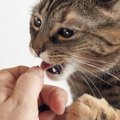 猫が持っている菌で発症する病気と予防策