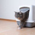 『猫トイレ』の不適切な置き場所３つ