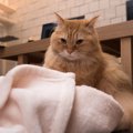 猫が『ふみふみ』する理由6つ♪しやすい場所や物の特徴も解説！