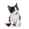 唯一無二の模様『白黒猫』の魅力4選！特徴や色の割合で決まる性格について…