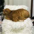 愛猫の為に猫用ソファを手作り！