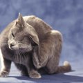 猫のフケの原因と4つの対策について