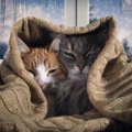 猫のための『防寒対策』で絶対NGな行為5つ