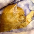 瀕死状態で意識不明の子猫……SNSで応援の声が寄せられ奇跡の回復！