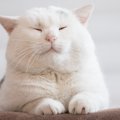 猫がご飯をたくさん食べるのに痩せてきた…危険な病気のサイン