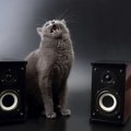 猫が好きな音、嫌いな音にはどんな物がある？
