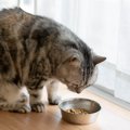 猫が『ご飯を食べたくない時』にする仕草や行動３選