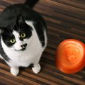 猫の『ダイエット』での絶対NG行為5選　理由と知っておきたい危険性とは