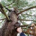木の上で強風に耐える子猫…救助隊に保護され安堵する姿に感涙
