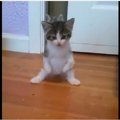 前足に障害を持って生まれた子猫は2本足で起用に立ち上がった！