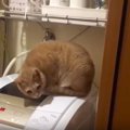 洗濯機を覗くのが大好きな猫、なぜかごまかそうとする