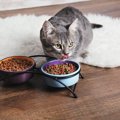 猫は肉食・雑食どちらなの？猫の『食の習性』にまつわる知識５つ