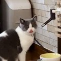 猫さんの「超高速水飲み動画」があまりに早すぎてジワると話題！