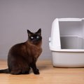 猫が嫌がる『絶対NGな猫トイレの設置場所』4選　体調不良やトラブルの原因…