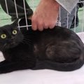 引っ越すからもう飼えない…保健所に持ち込まれた黒猫の運命は？