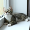 猫に『室内飼育』はストレス？3つの必要性と知っておくべき屋外の危険も