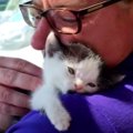 水頭症の子猫…安楽死寸前で愛ある家庭の家猫に！