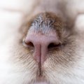 猫が『鼻をヒクヒク』する理由3選　気を付けたい病気の可能性も