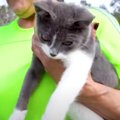 交通事故後に放置された子猫…手厚いケアで遊ぶまでに回復！