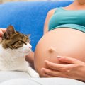 猫に避妊手術を行う必要性とそのリスクについて