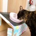 猫ちゃんのために手作り食器台をDIY！肩の高さを測って作ってみた！