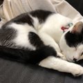 猫の『睡眠』にまつわるトリビア6つ！快眠のためにすべきこととは？