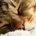 愛猫の鼻が乾いているときの3つの原因　場合によっては動物病院にいっ…