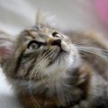 猫の『喜怒哀楽』を理解する方法4つ！顔以外に見るべき部位とは？