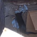 子猫はゴミじゃない！処理寸前のゴミの山で黒猫きょうだいを救助