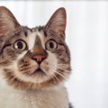 愛猫の「目」の表情からわかる心理5選　愛猫のキモチを正しく理解する…