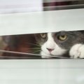 猫の悲しい事故を防ごう！家の中の『危険な場所』4選と対策
