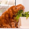 猫に危険な観葉植物の種類について