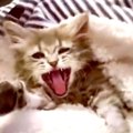 走行車から投げられた子猫…大怪我を克服し美猫に成長