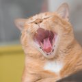 猫の口が最近臭い…『口臭』の原因3つと予防策