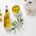 猫に『オリーブオイル』は健康に役立つ？4つのメリットと注意点
