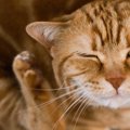猫を危険にさらす『フィラリア症』の症状2つ　感染の仕方と対処法