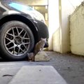 駐車場に身を潜める猫親子…逃げ回る子猫に救助隊がてんてこまい！