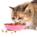 猫が「食べすぎている」ときのサイン4選　考えられるリスクや対処法も