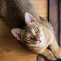 猫の『不安サイン』4つ　行動からわかる原因と解消法