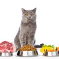 長寿猫のご飯はココが違う！実践したい『食事法』4つ