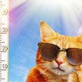 猫にとって危険な『暑さ対策』3つ！適切な対処法とは？