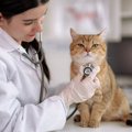猫に『健康診断』が絶対必要な理由3つ　しない場合のリスクとは？