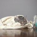 猫が低体温の時真っ先にすべき対処と考えられる病気
