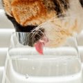 猫はどんな風にお水を飲んでるか知ってる？