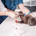 致死率の高い猫の病気『FIP（猫伝染性腹膜炎）』診断するのが難しいの…