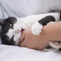 猫から人間に感染する病気４つ！症状や治療法、予防の方法