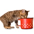 猫用スープおすすめ５選！選び方や作り方その理由まで